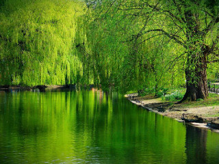 Green pond bench trees background - free spring wallpaper for desktop