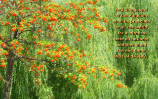 Tree orange flowers bible verse - afewerk tekle free wallpaper