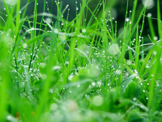 Grass water droplets macro blurry 2 - a close up of grass free wallpaper for desktop