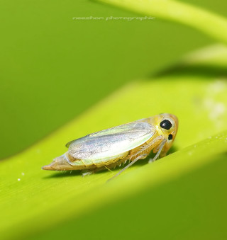 Bug sitting green leaf sunlight - free nature wallpaper for tablet