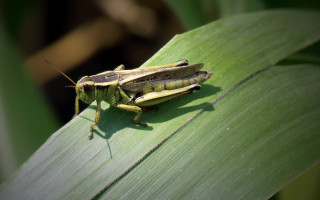 Bug leaf sun sunny day - a bug free wallpaper