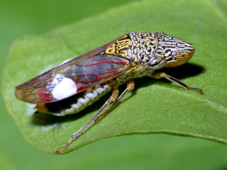 Bug white patch green leaf - white spot free wallpaper