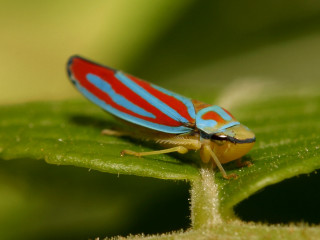 Red blue bug green leaf - free nature wallpaper for desktop