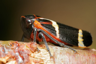 Bug wood closeup blurry background - female free wallpaper