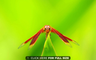 Red insect green leaf dewdrops - focus free wallpaper