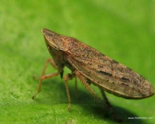 Bug green leaf macro nature - a close up of a bug free wallpaper