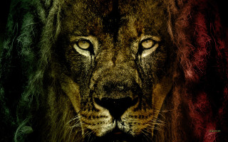 Lion long mane glowing eyes - a long mane free wallpaper