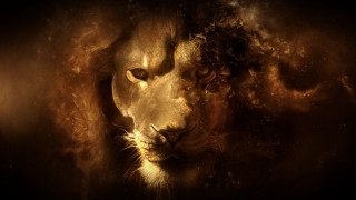 Intense lion face eyes expression 2 - intense free wallpaper