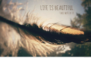 Feather quote life beautiful take - a feather free wallpaper