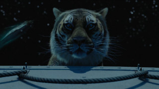 Tiger staring camera fish background - the film free wallpaper