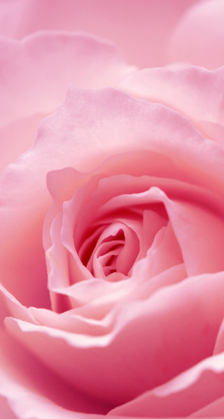 Pink rose closeup white background - a close up free wallpaper for mobile