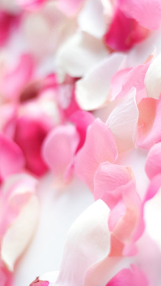 Pink petals cellphone roses blurry - a close up of a bunch free wallpaper for mobile