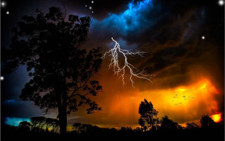 Tree lightning bird flying night - thunderstorm free wallpaper