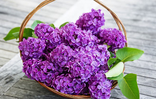 Basket purple flowers wooden table - verdadism free wallpaper for desktop
