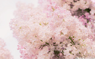 Pink flowers vase table sky - a sky background in the background free wallpaper