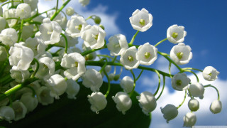White flowers sky background clouds - sky in the background free wallpaper