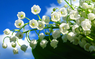 White flowers sky background cloud - anne rigney free wallpaper