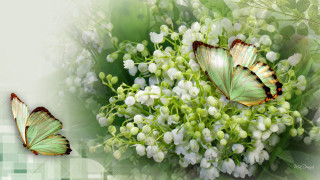 Butterflies flowers checkered background green - photorealistic imagery free wallpaper