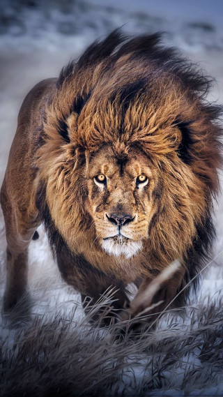 Lion walking snow grass long - daniel lieske free wallpaper for mobile