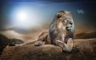 Lion sitting rock sky background 3 - a lion free wallpaper for desktop