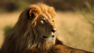Lion mane brown face wildlife 2 - a lion free wallpaper
