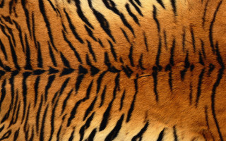 Tiger fur pattern black brown - texture free wallpaper for desktop
