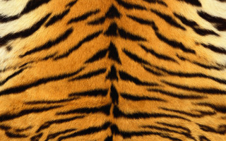 Tiger print pattern fur image - david imms free wallpaper for desktop