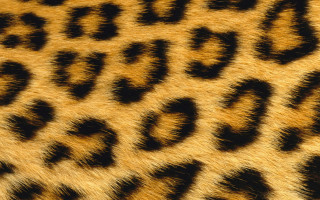 Leopard print wallpaper black yellow - a wallpaper background free wallpaper