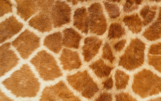 Giraffe skin pattern closeup brown - fractal free wallpaper