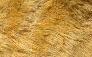 Brown fur texture closeup black - a white stripe free wallpaper