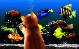 Cat looking fish aquarium person - impressionism free wallpaper