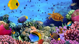 Colorful coral reef turtle fish - a turtle free wallpaper