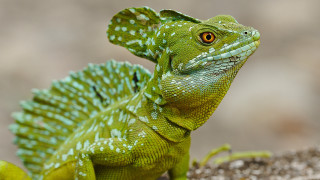 Green lizard yellow eye rock - a green lizard free wallpaper