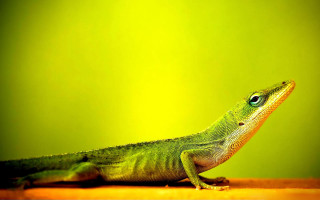 Green lizard table background wall - a green lizard free wallpaper for desktop
