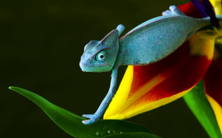 Blue chameleon flower green stem - bernard accama free wallpaper