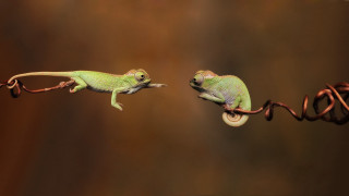 Two small lizards climbing on - the other free wallpaper