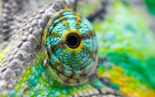 Green yellow lizard head eye 2 - macro art free wallpaper