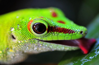 Green lizard red stripe leaf - a green leaf in the background free wallpaper