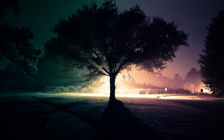 Tree field night streetlight fog - a street light in the background free wallpaper