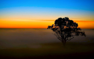 Lone tree foggy field sunset - a lone tree free wallpaper