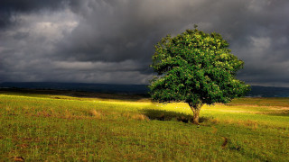 Lone tree stormy sky bird - a bird in the foreground free wallpaper