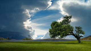 Tree field plane sky lake - a lake below free wallpaper