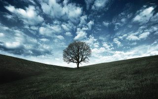 Lone tree grassy field cloudy 4 - alone free wallpaper