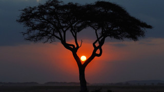 Tree sunset dark sky clouds - a single tree in the foreground free wallpaper