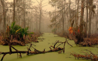 Swamp trees moss foggy day - dead free wallpaper