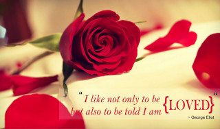 Red rose white sheet quote 2 - a white sheet free wallpaper