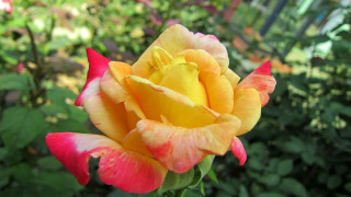 Yellow red rose garden flowers - summer vibrancy free wallpaper