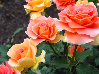 Orange yellow roses garden dirt - a garden area free wallpaper