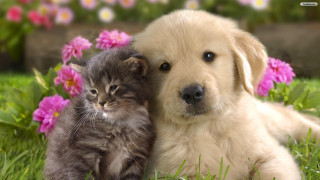 Puppy cat laying grass together 3 - a green grass field free wallpaper