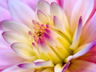 Pink flower macro artist blonde - pink petal free wallpaper